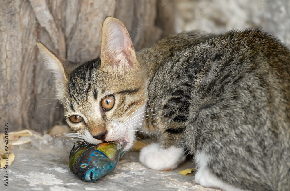Cat kitten eating and chewing a fish an ornate wrasse Aegean