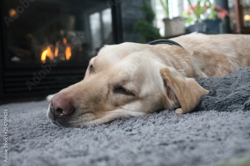 Yellow lab dog sitting in front of a fireplace to have a nap
