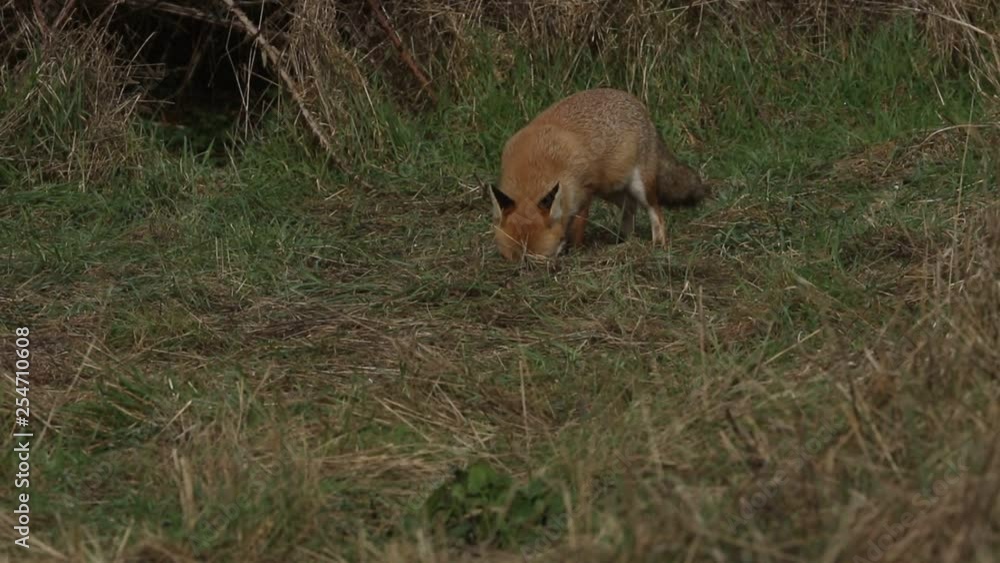 A magnificent wild Red Fox (Vulpes vulpes) hunting for food to eat at the edge of shrubland. A magnificent wild Red Fox (Vulpes vulpes) hunting for food to eat at the edge of shrubland.