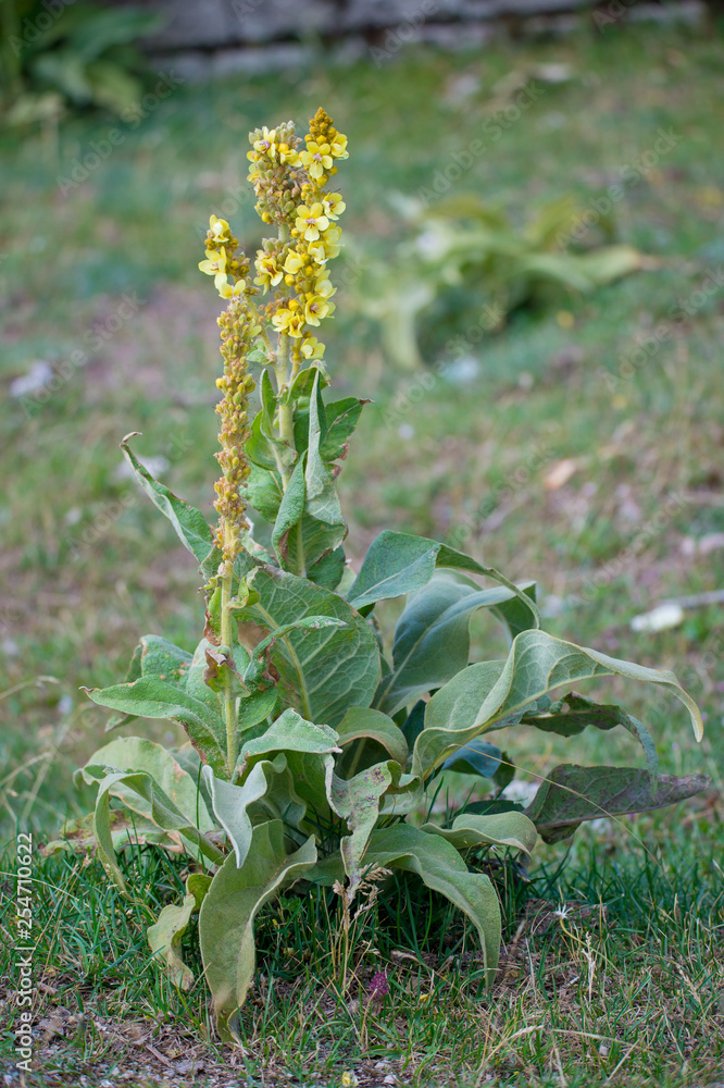 Obraz premium Erbe e piante appennino centrale