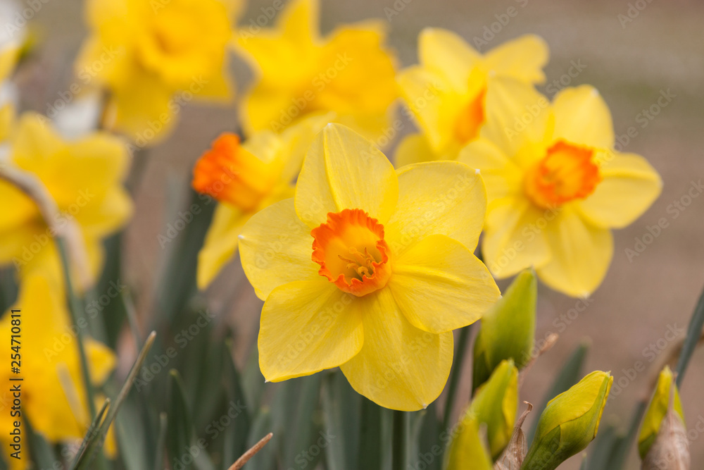 bright yellow daffodil group bright yellow daffodil group