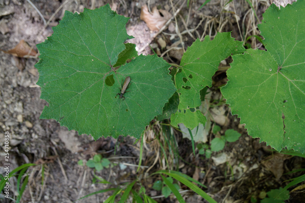 big leaf with flying bug sitting and waiting big leaf with flying bug sitting and waiting