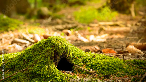 An animal burrow in the forest covered with moss, a warm sunny day. photo
