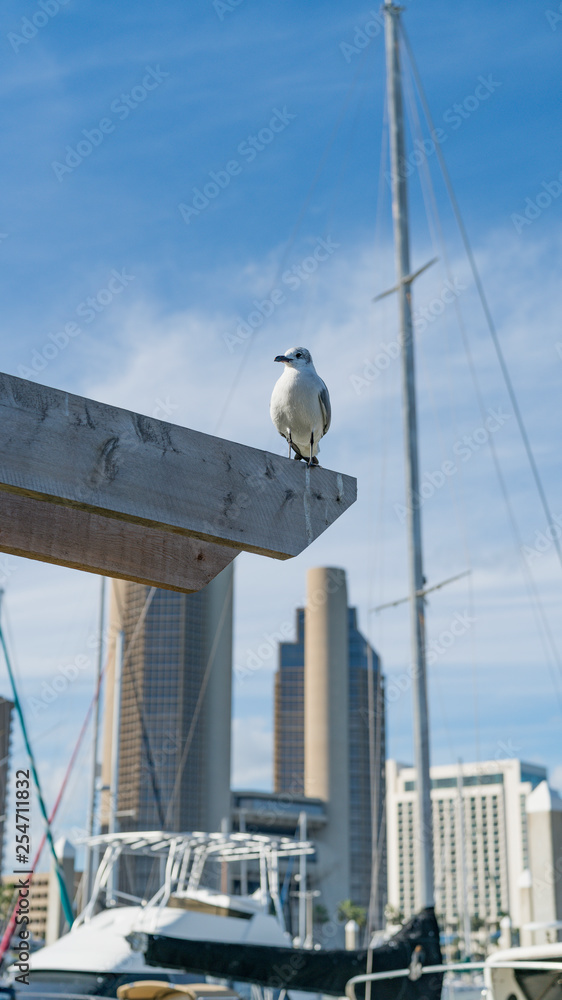 Seagull Sitting High