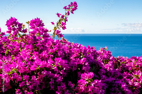 purple Bougainvillea and ocean photo