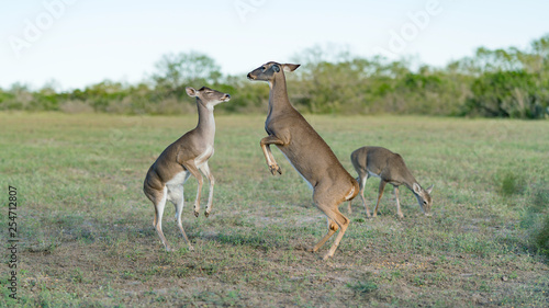 Two Deer Communicating