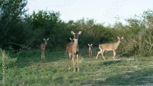 Deer Herd Investigation