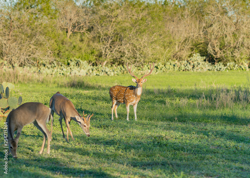 Fototapeta Naklejka Na Ścianę i Meble -  Deer Herd Texas
