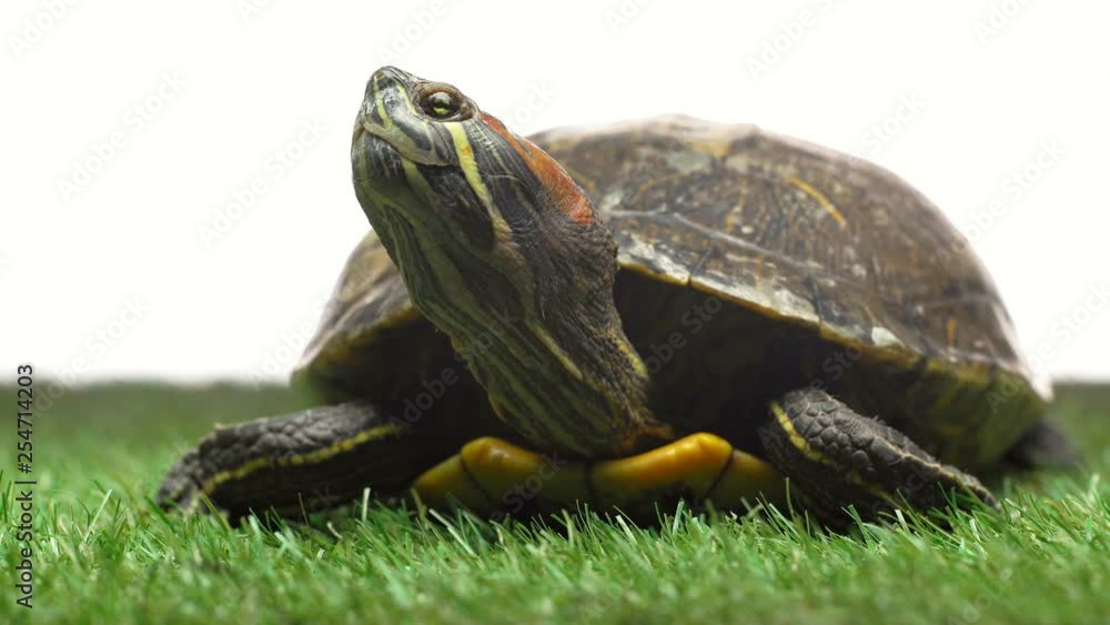 turtle moving on green grass and white background turtle moving on green grass and white background