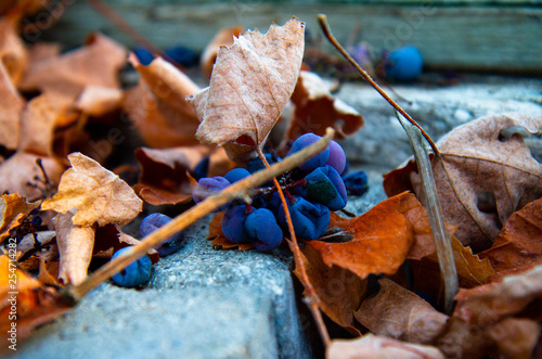 Grapes fallen from branch with brown leaves in the autumn © ISABEL-DK