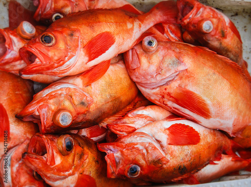 Red fish piled together, just caught in the sea