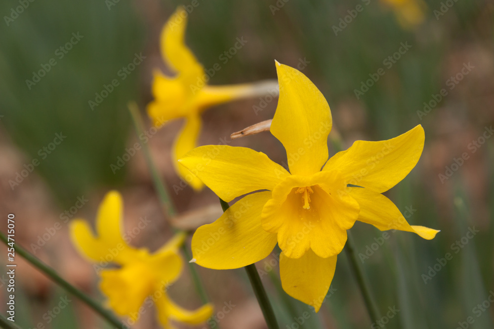 Fototapeta premium old fashioned pinwheel daffodil