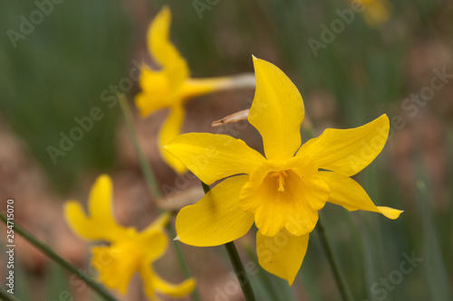 old fashioned pinwheel daffodil