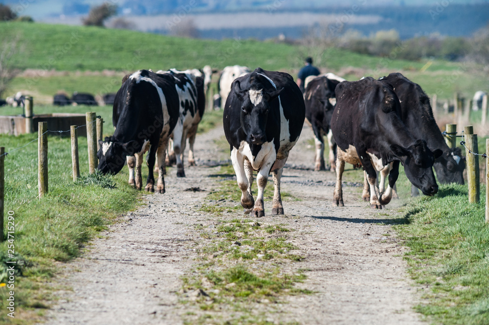 Herd of dairy cows walking on a path through grass meadows in rural Ireland Herd of dairy cows walking on a path through grass meadows in rural Ireland