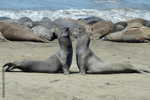 Obraz na plátně Two big Elephant seal bulls fighting for their harem on a beach in San Simeon, H