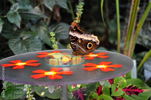 Schmetterling, ein großer Falter mit braunen Augen am gedeckten Tisch