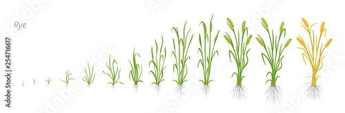 Growth stages of Rye plant. Cereal increase phases. Vector illustration. Secale cereale. Ripening period. Rye grain life cycle.