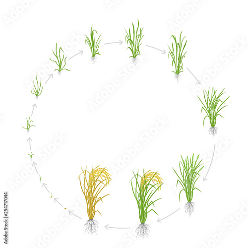 Circular life cycle of rice. Growth stages of rice plant. Rice increase phases. Vector illustration. Oryza sativa. Ripening period. Use fertilizers.