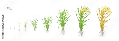 Growth stages of rice plant. The life cycle. Rice increase phases. Oryza sativa. Ripening period. Vector illustration.