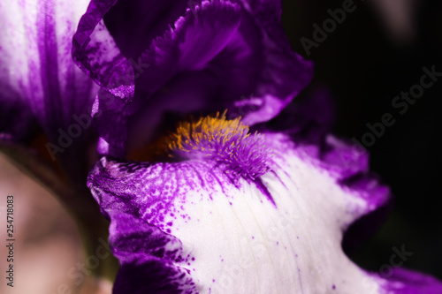 Fototapeta Naklejka Na Ścianę i Meble -  Bearded Iris