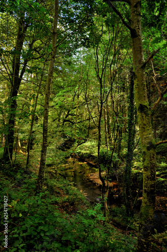 Huelgoat forest in Brittany  France