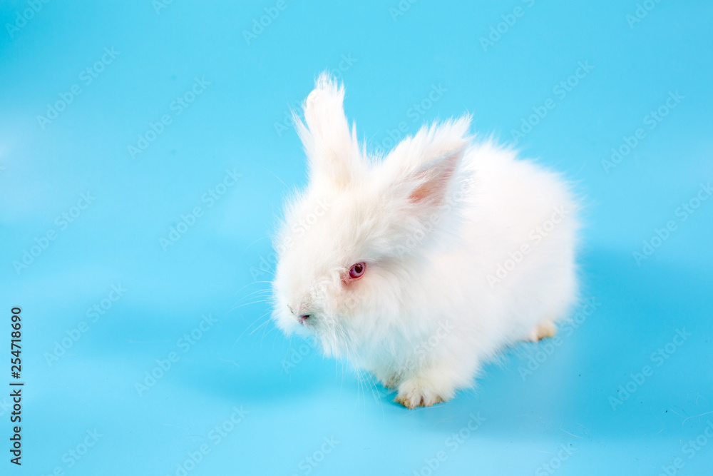 Happy Easter Day. White rabbit on blue background. Cute White baby bunny on blue background. Happy Easter Day. White rabbit on blue background. Cute White baby bunny on blue background.