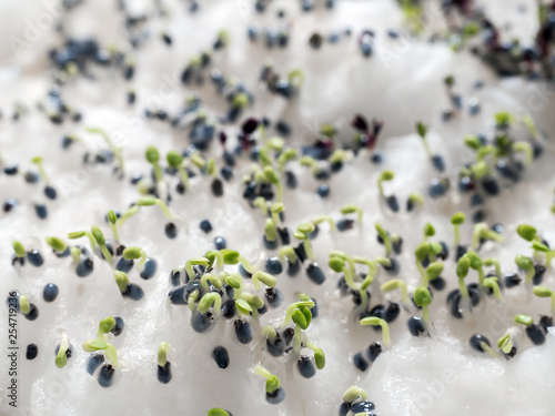 Group of green basil sprouts growing from cotton wool. Home seedlings closeup