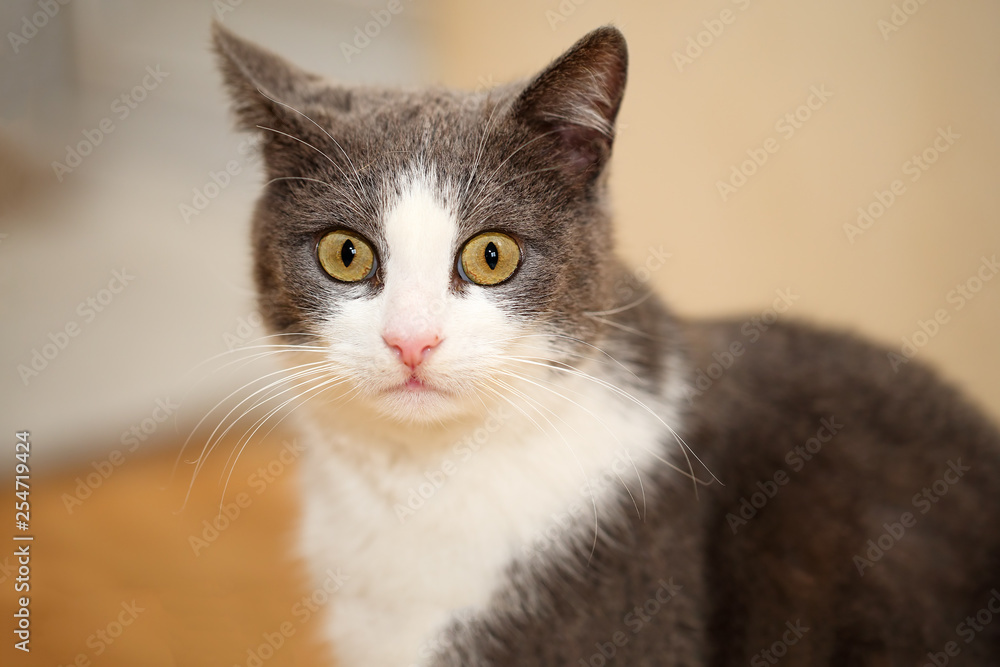 Close portrait of a cute and funny grey with white cat with beautiful, big, round copper colored eyes, looking astonished at the camera