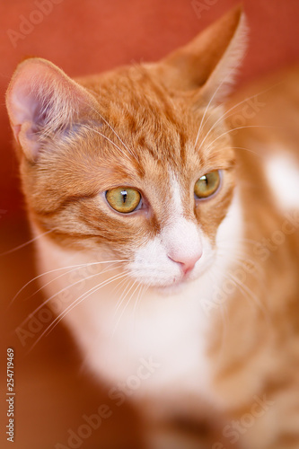 Close portrait of a beautiful male red tabby cat with white markings with golden and green colored eyes