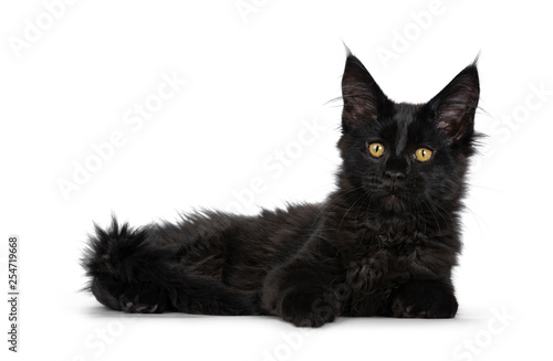 Cute solid black Maine Coon cat kitten, laying down side ways. Looking beside lens with golden yellow eyes. Isolated on white background. © Nynke