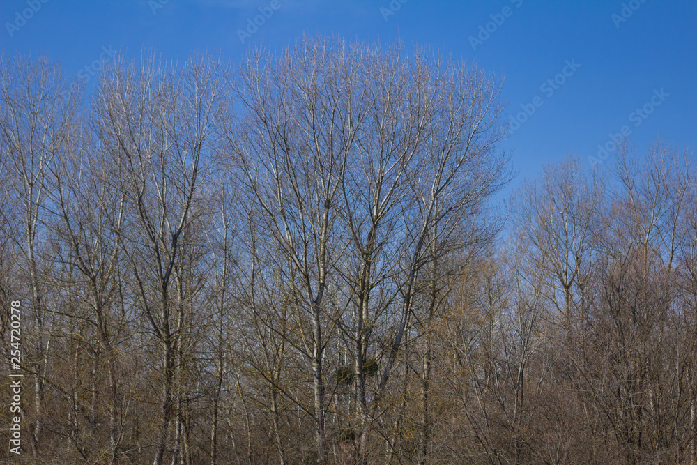 Tree against the blue sky. Tree against the blue sky.
