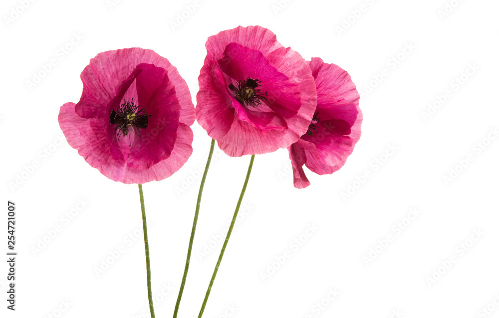 pink poppy isolated - obrazy, fototapety, plakaty 