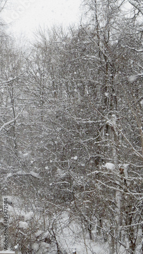 Snow Scene © Mike Ende