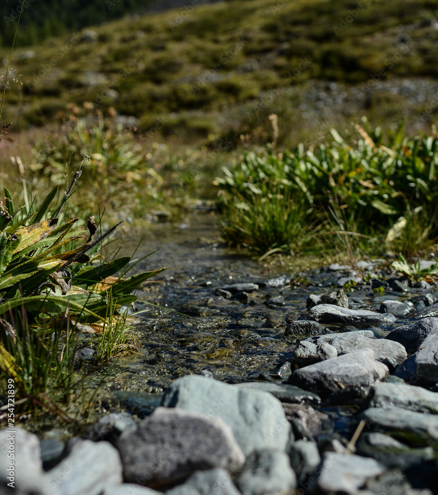 stream in the forest stream in the forest