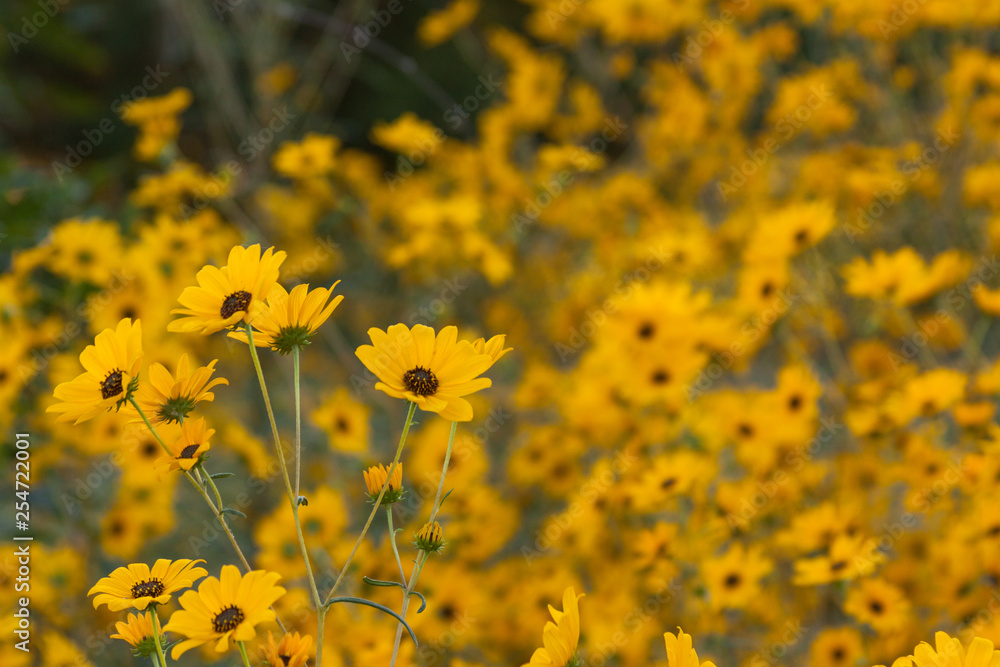 Fototapeta premium helianthus sunflower meadow