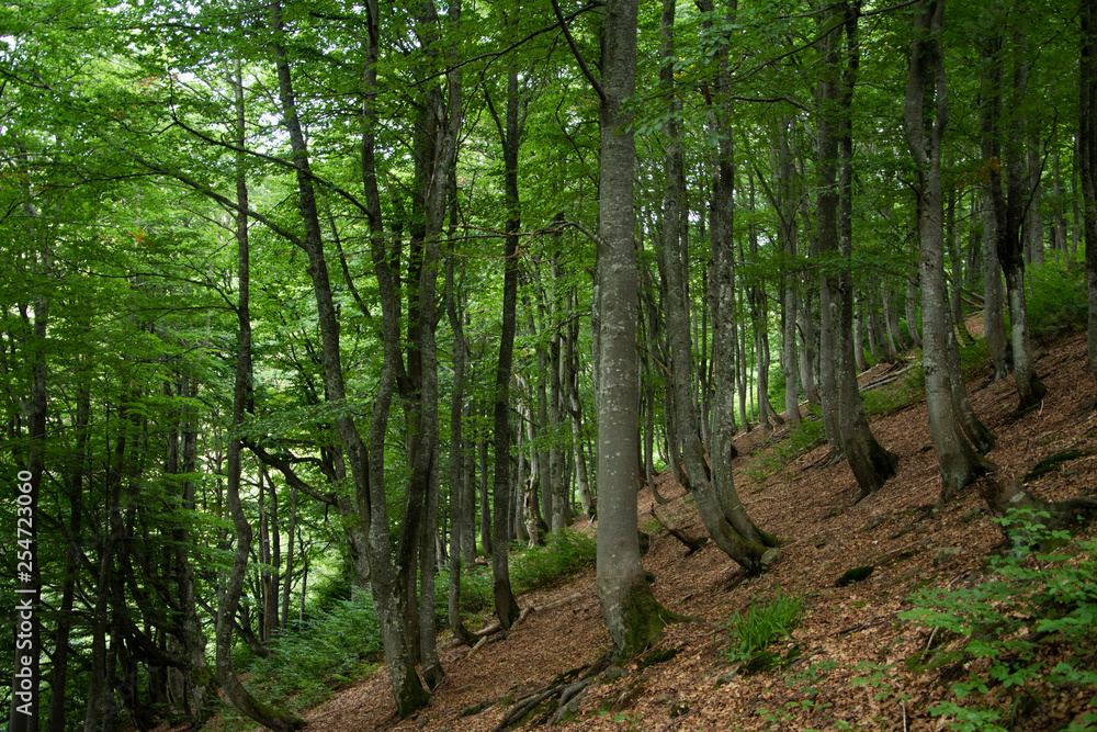 Ancient beech forest on the slopes of the Carpathian Mountains. Ancient beech forest on the slopes of the Carpathian Mountains.