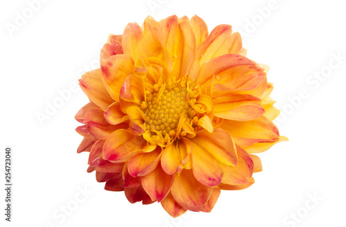 Fototapeta Naklejka Na Ścianę i Meble -  orange chrysanthemum