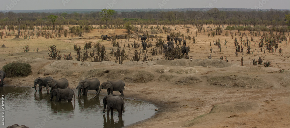 Elefant in der Savanne vom in Simbabwe, Südafrika Elefant in der Savanne vom in Simbabwe, Südafrika