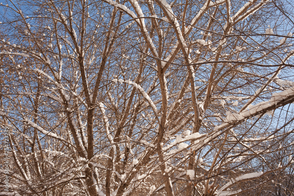tree branches in the snow Sunny winter day tree branches in the snow Sunny winter day