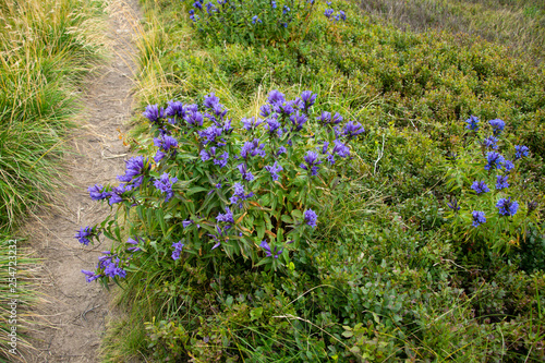 Blue mountain flowers bells bloom in summer.