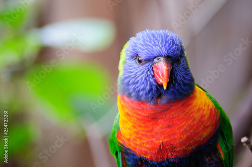 Baeutiful rainbow parrot. The rainbow lorikeet Trichoglossus moluccanus is a species of parrot found in Australia. Selective focus. 
