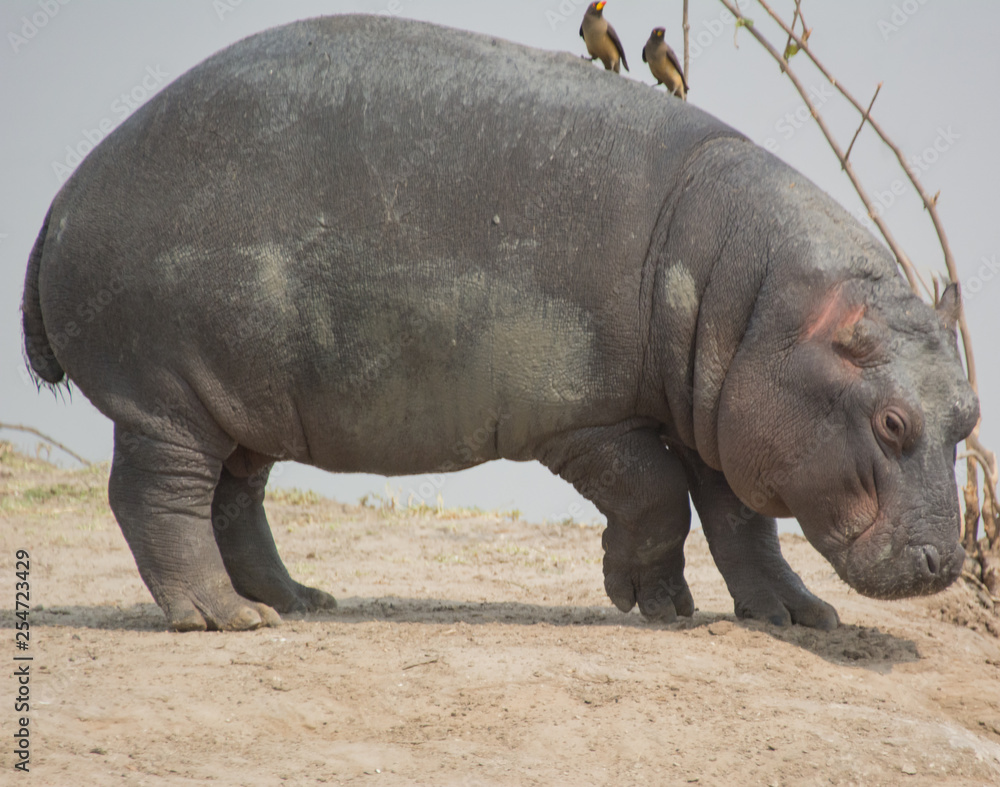 Flusspferd oder Nilpferd in der Savanne vom in Simbabwe, Südafrika 