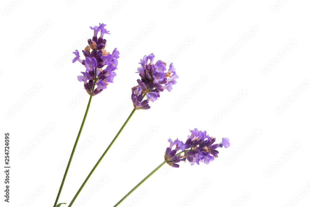 Naklejka premium lavender isolated