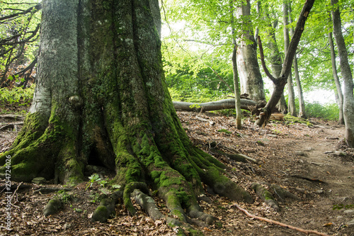 Ancient beech forest on the slopes of the Carpathian Mountains.