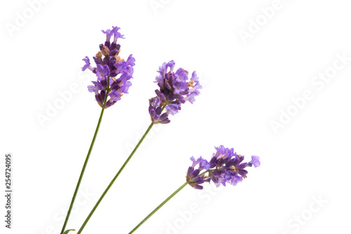 lavender isolated
