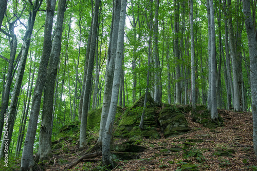Ancient beech forest on the slopes of the Carpathian Mountains.