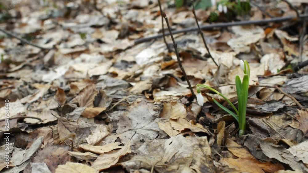 First spring flowers white snowdrops in nature in woods First spring flowers white snowdrops in nature in woods