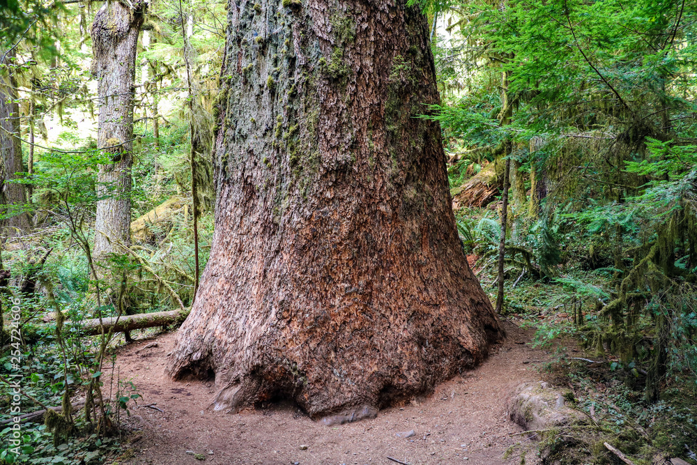 Obraz premium Large tree trunk in the forest in Olympic National Park, Washington, USA.