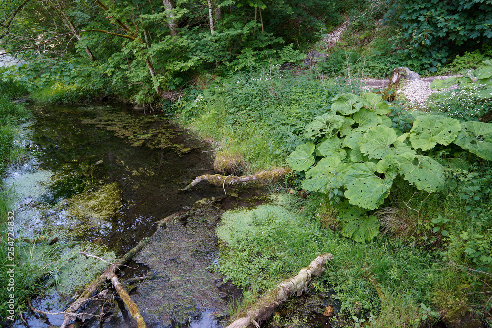 small natural water stream in black forest small natural water stream in black forest