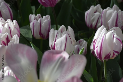 Tulpen sind Wunder der Natur in Frühlingszeit Amsterdam, Niederland
